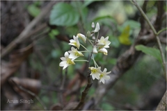 Dendrobium ovatum
